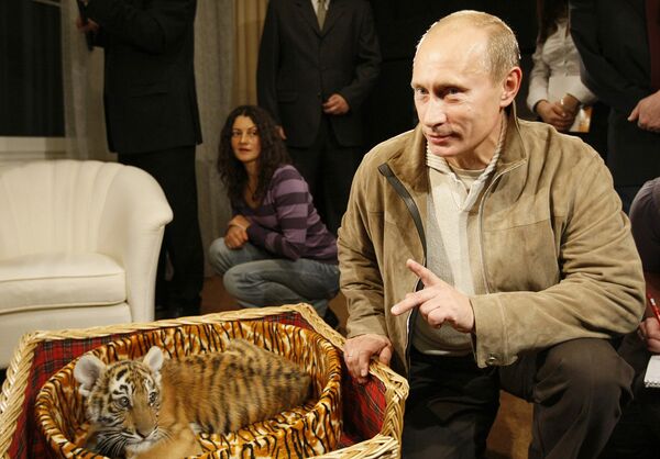 Владимир Путин познакомил журналистов с тигренком, которого ему подарили на день рождения 7 октября. 10 октября 2008 года.