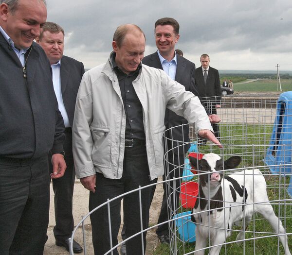 Путин во время посещения молочно-товарной фермы ООО Агрофирма Село Ворошилова в станице Суворовская Ставропольского края. 19 мая 2008 года.