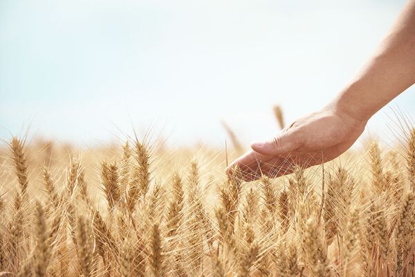 %Урожай пшеницы