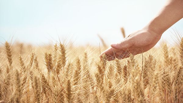 %Урожай пшеницы