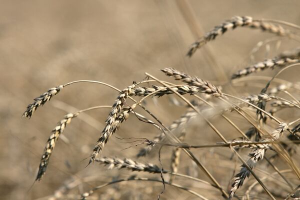 %Пшеница