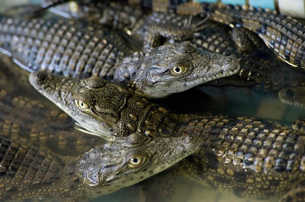 Зоопарк Крокодилвиль в Екатеринбурге