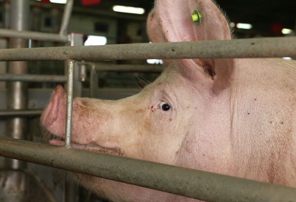 Открытие свинокомплекса ЗАО Правдинское свинопроизводство
