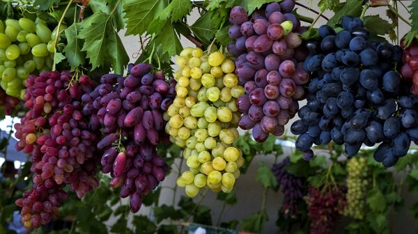 Фестиваль Золотая гроздь винограда в Крыму