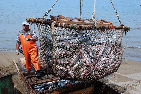 %Рыболовецкое хозяйство на Камчатке