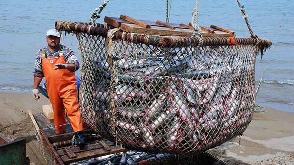 %Рыболовецкое хозяйство на Камчатке