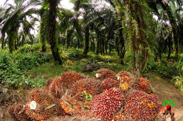 Презентация малайзийского пальмового масла пройдет на «Продэкспо-2013»