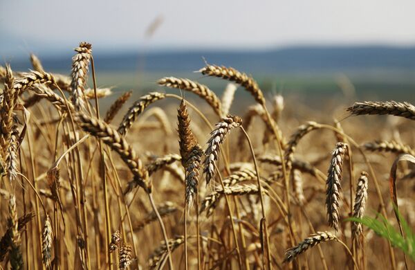 *Уборка зерновых на Юге России