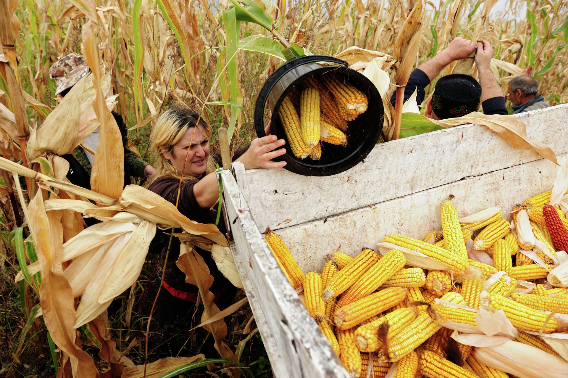 Жители Кахетии собирают урожай кукурузы для предприятий и личных хозяйств в районе Цинандали, Грузия - ПРАЙМ, 1920, 28.11.2022