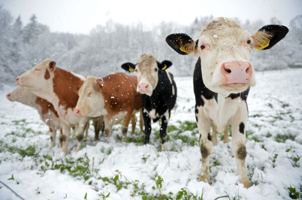 Коровы стоят на снежном лугу, Германия