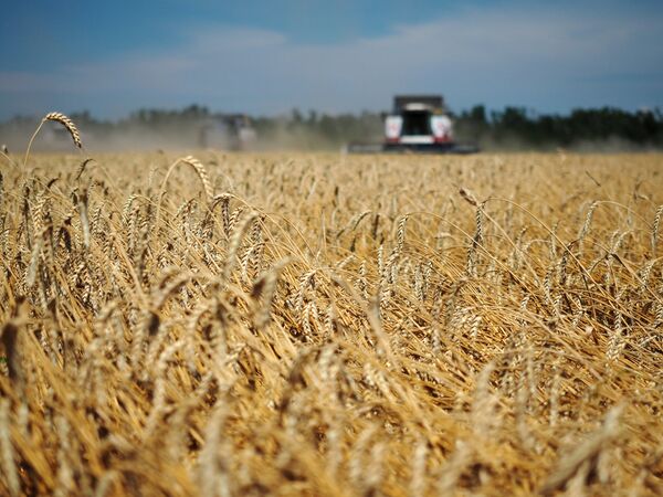 Уборка пшеницы на полях предприятия ЗАО Агрофирма Россия в Краснодарском крае