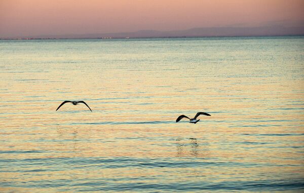 Чайки на Черном море в Евпатории