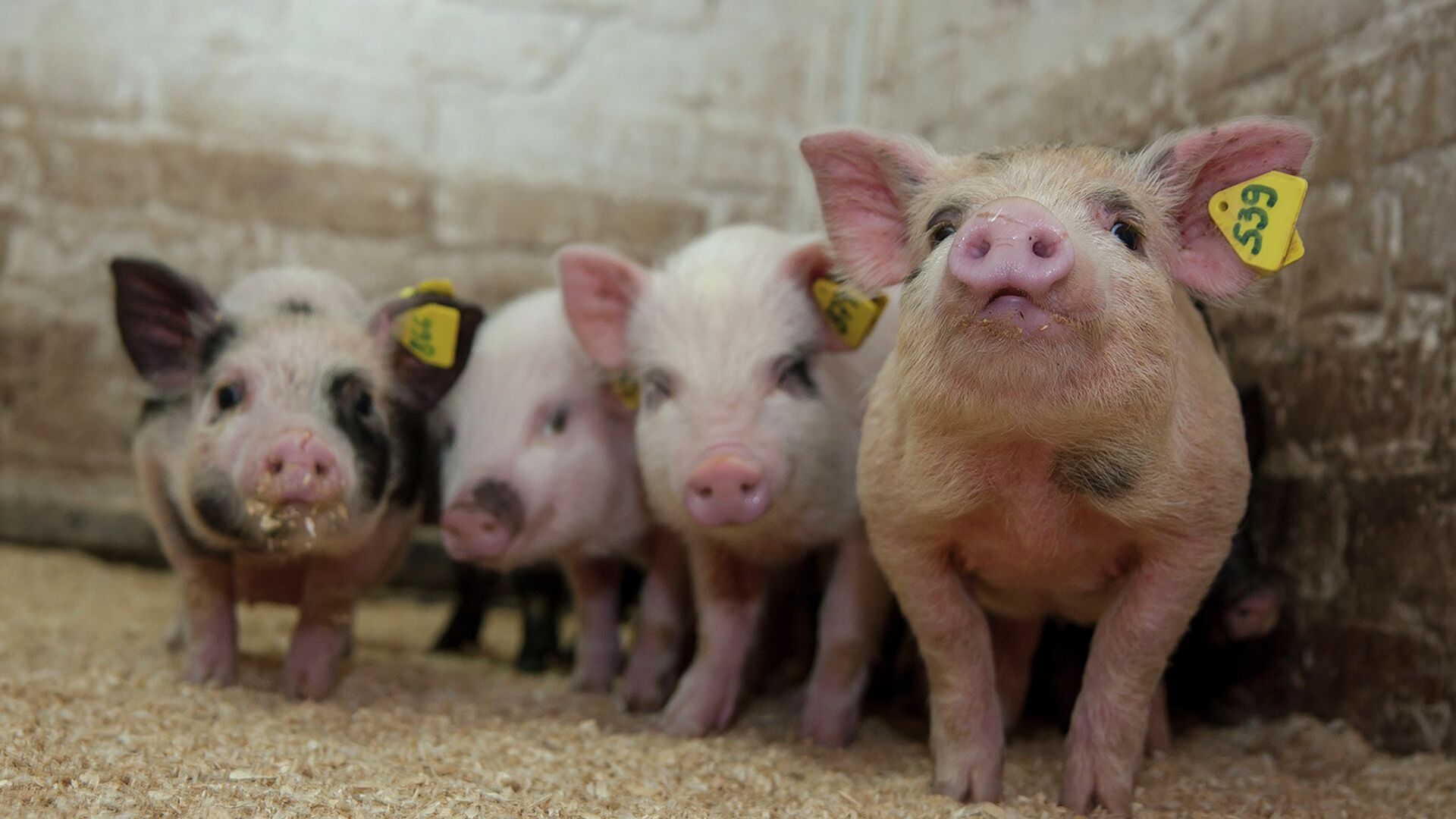 Поросята Поросята - ПРАЙМ, 1920, 09.09.2025