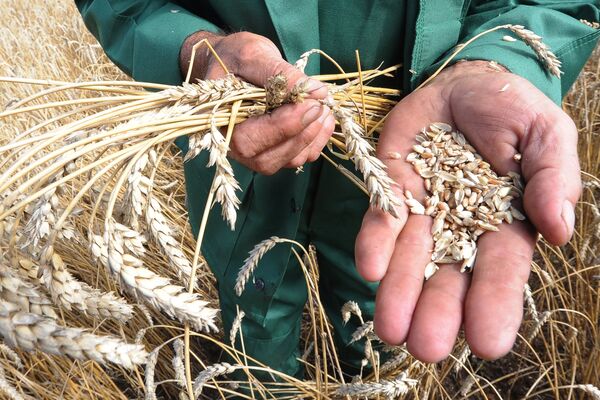 #Уборка зерновых в Челябинской области