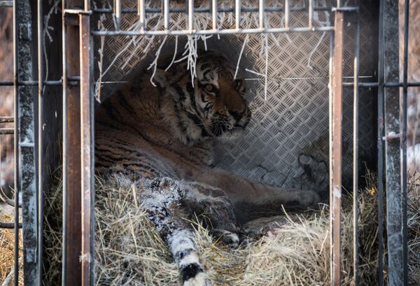 Травмированный тигр доставлен из Приамурья в Приморский сафари-парк