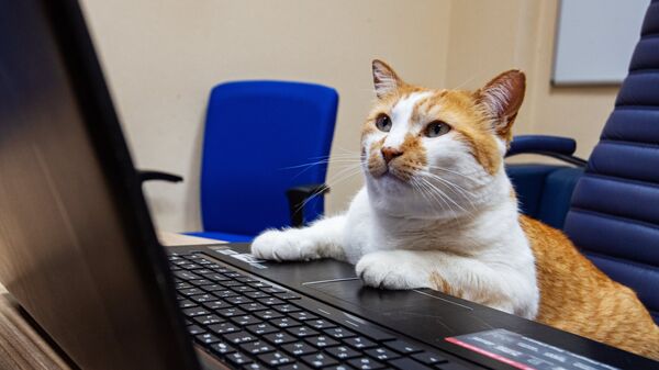 Знаменитый кот Мостик (кот Моста), ставший символом строительства Крымского моста работает за ноутбуком