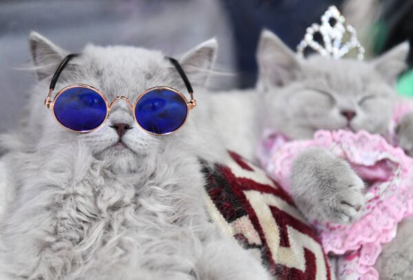 Кошки британской породы на выставке КоШарики Шоу в Москве
