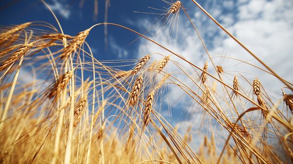 Уборка урожая пшеницы.