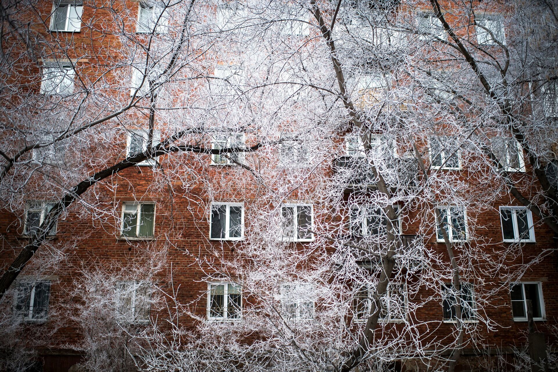 Заснеженные деревья в Омске - ПРАЙМ, 1920, 17.01.2022