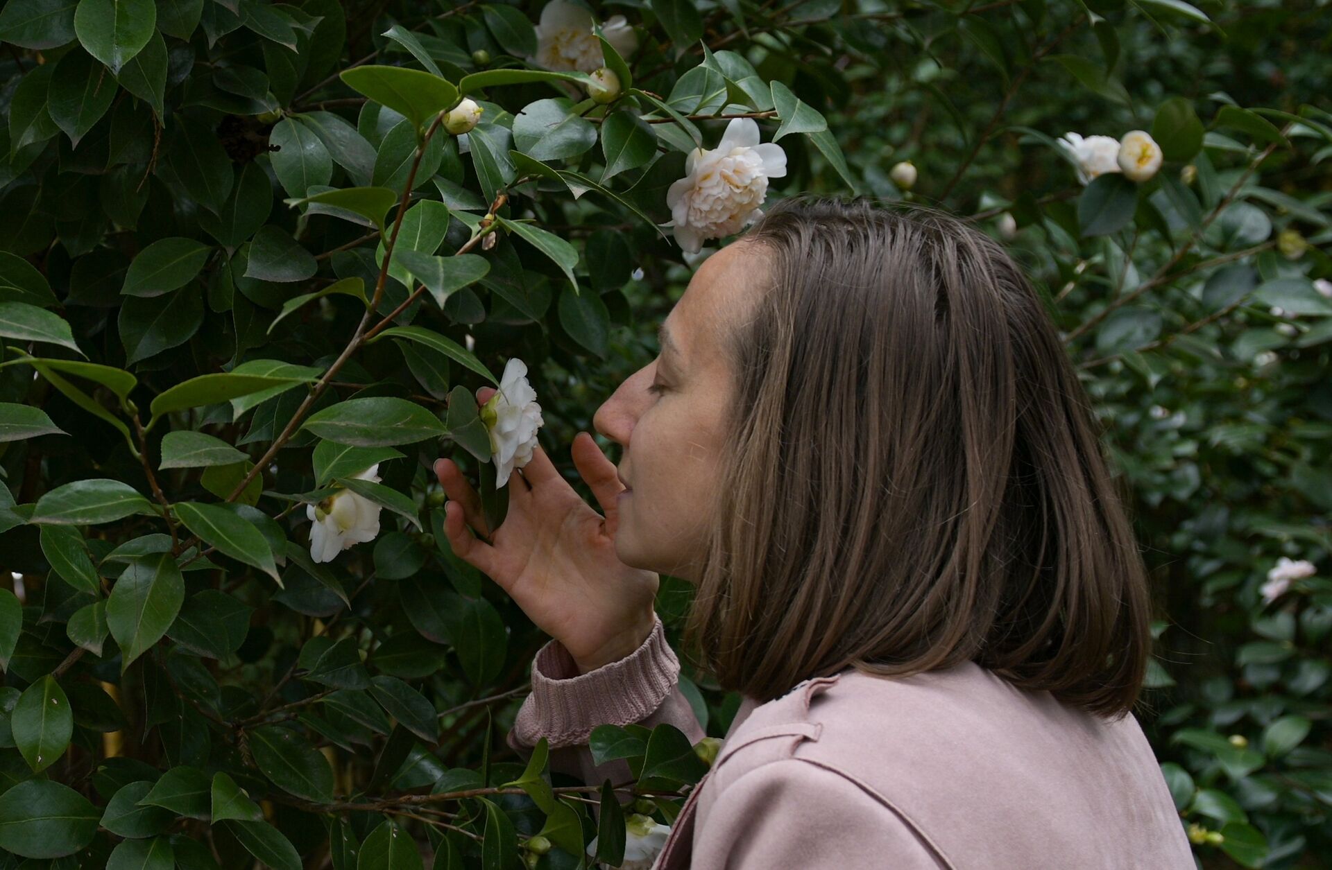 Женщина нюхает цветок белой Камелии - ПРАЙМ, 1920, 31.08.2021