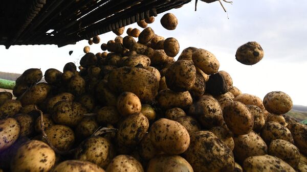 Сбор урожая картофеля в Красноярском крае