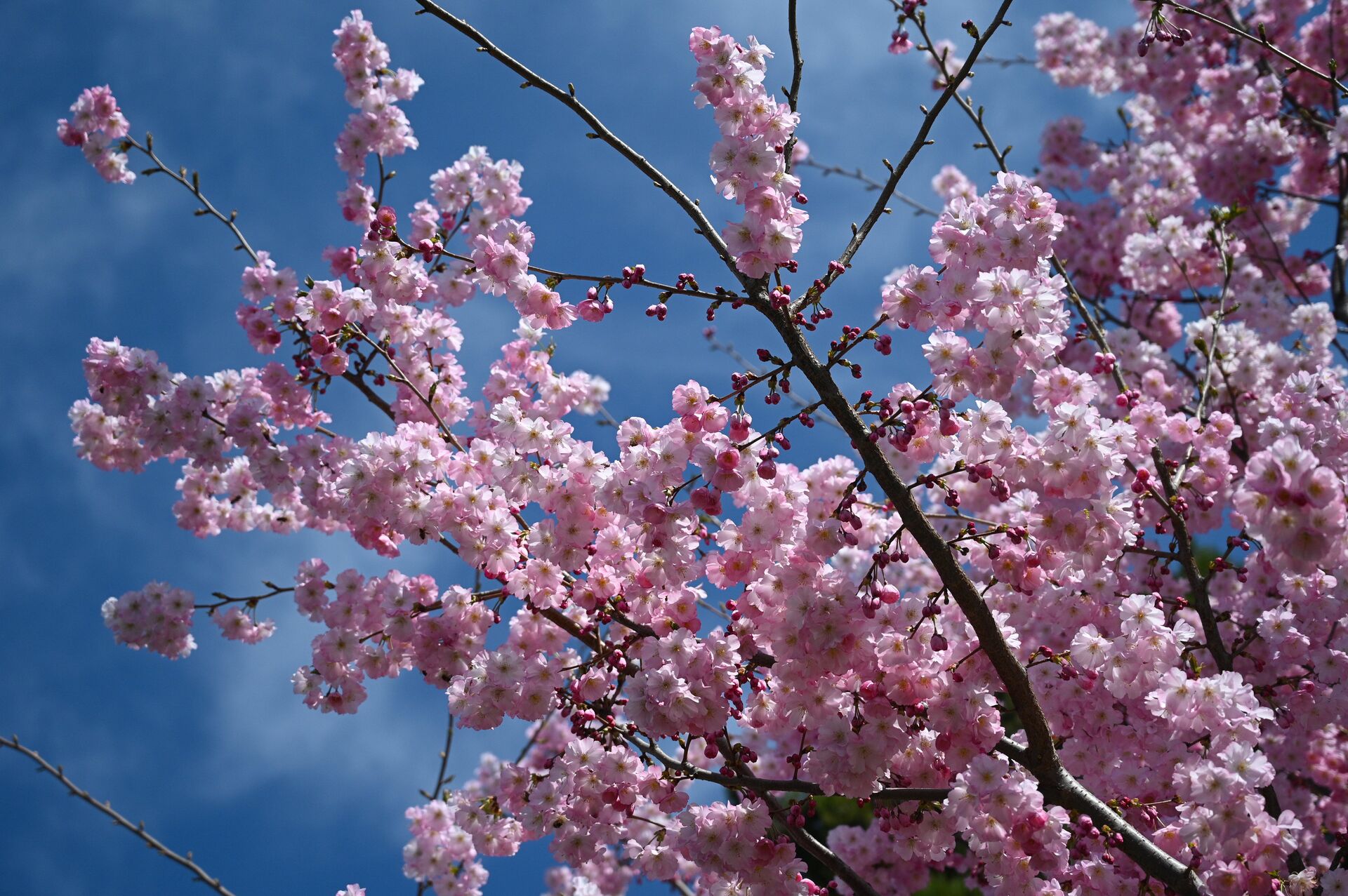 Цветущее персиковое дерево в Крыму - ПРАЙМ, 1920, 29.03.2023