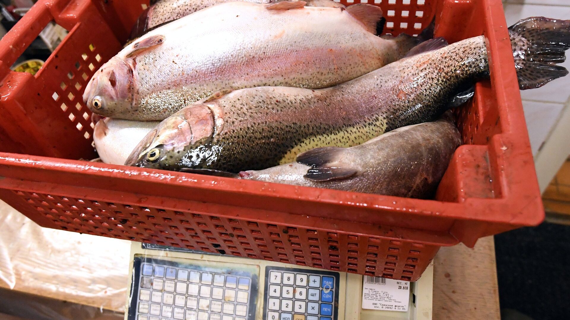 Рыбная ферма Саянская форель в Хакасии - ПРАЙМ, 1920, 05.02.2025