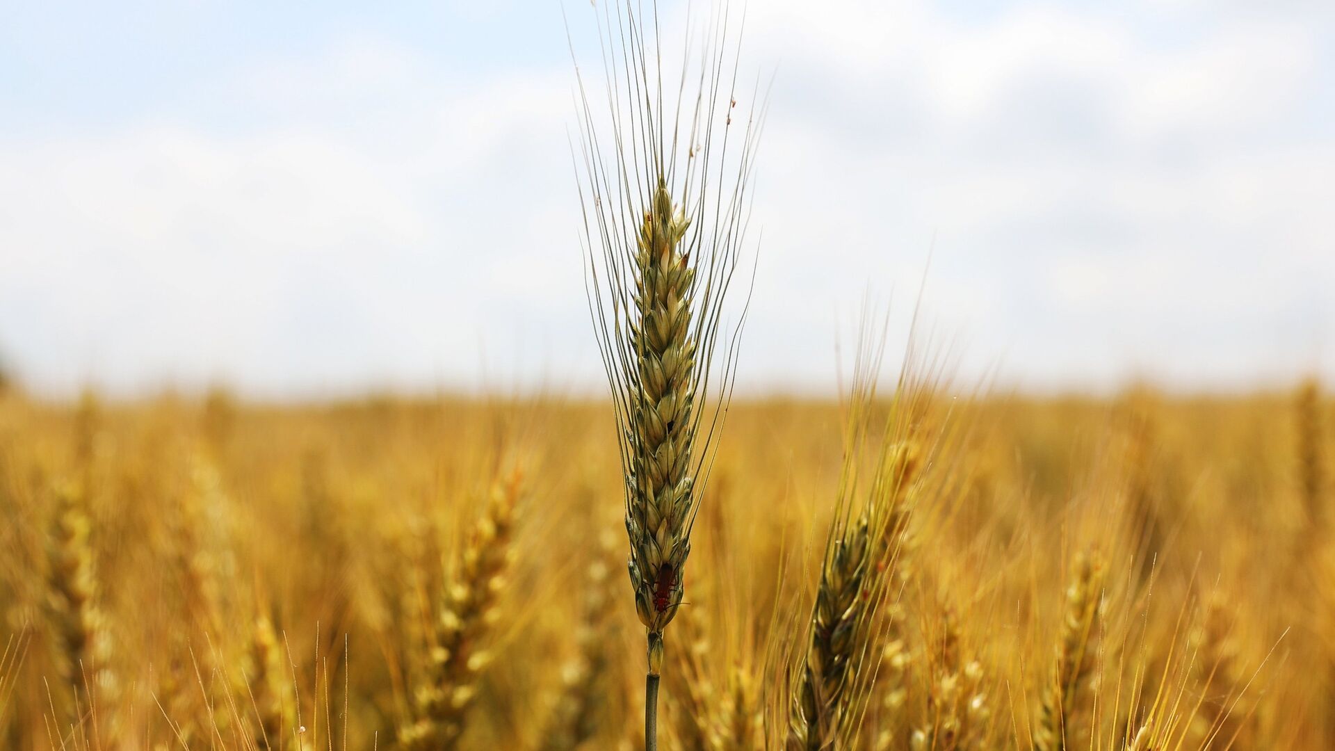 Посевы пшеницы - ПРАЙМ, 1920, 13.07.2022