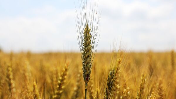 Посевы пшеницы в Краснодарском крае