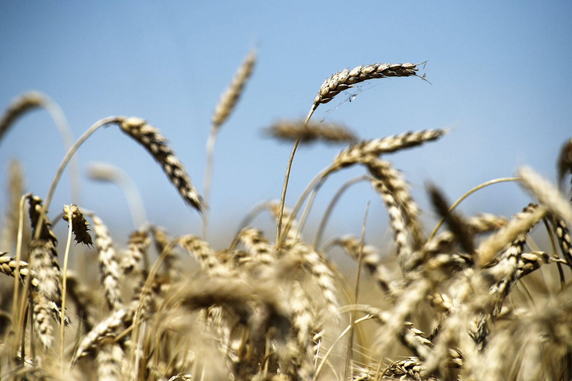 Уборка урожая пшеницы в Крыму - ПРАЙМ, 1920, 06.03.2023
