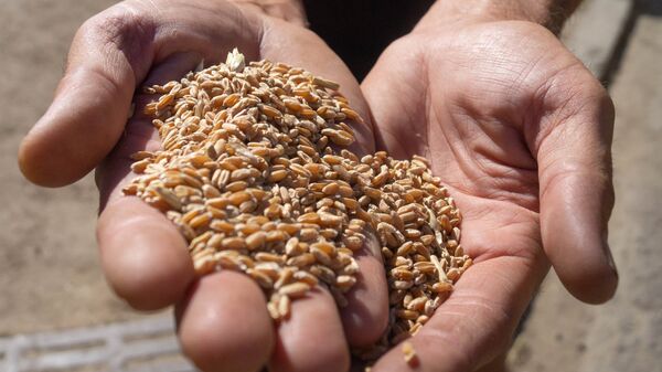 Сбор урожая зерновых в Херсонской области