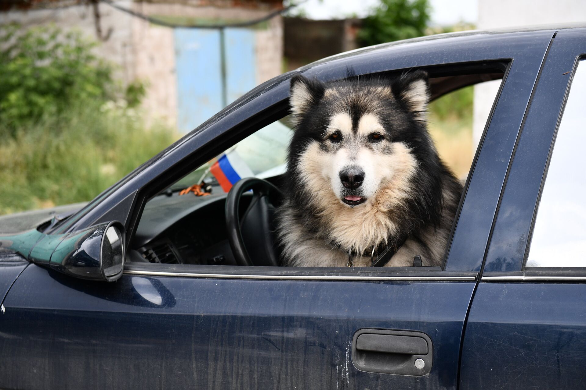 Собака в машине - ПРАЙМ, 1920, 05.08.2022