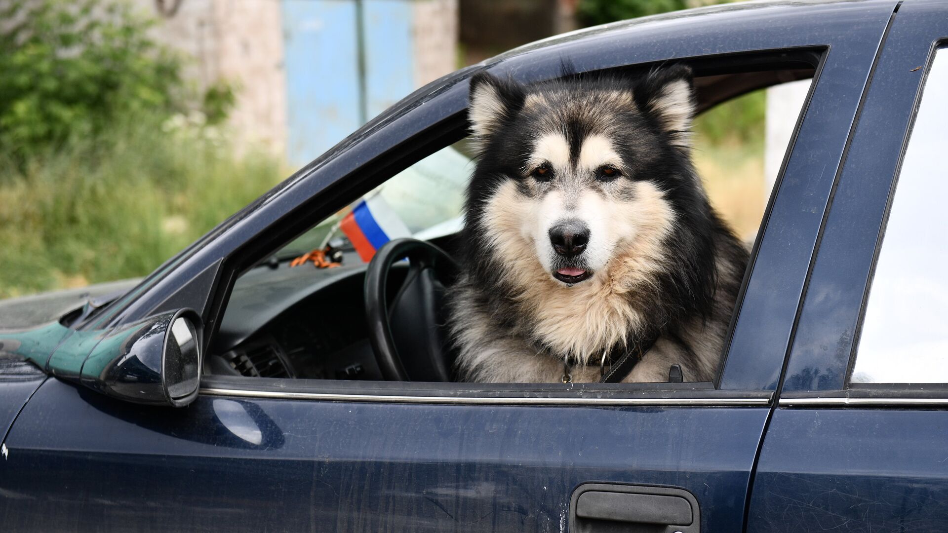 Собака в машине - ПРАЙМ, 1920, 05.08.2022