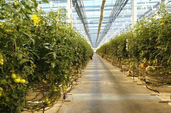 Россети обеспечили дополнительной мощностью крупнейшего в Мордовии производителя овощей