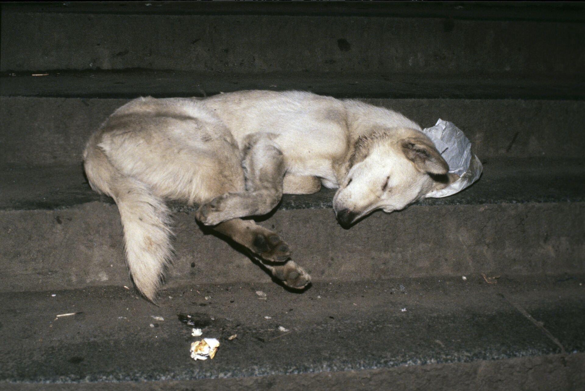 Бездомная собака - ПРАЙМ, 1920, 18.04.2023