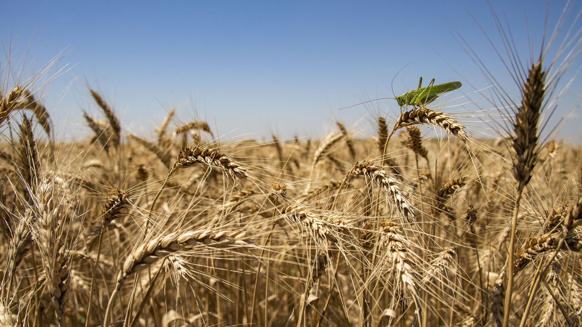 Колосья пшеницы на поле - ПРАЙМ, 1920, 08.02.2024