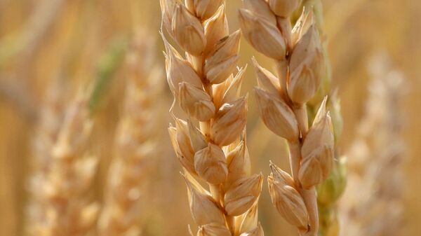 ЕС резко нарастил покупку российского зерна