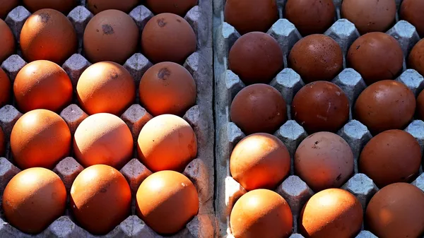 Лотки с яйцами
