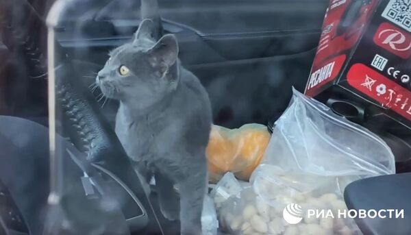 Кот, запертый в машине а центре Москвы