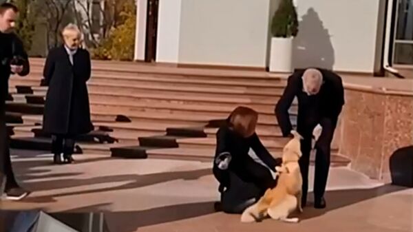 Собака президента Молдавии Майи Санду укусила за руку австрийского президента Александера ван дер Беллена