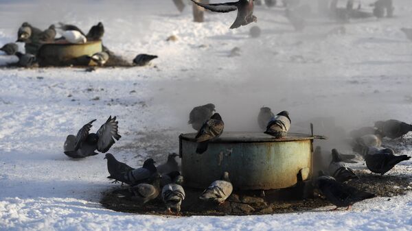 Голуби греются на коммунальных люках теплосетей в Новосибирске