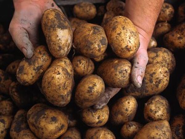 Цена на импортный картофель не превысит 50 рублей за кг; доля импорта к маю может достигнуть 80 проц - Центросоюз