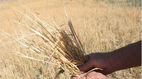 Засуха в России и наводнение в Пакистане могут привести к росту мировых цен на зерно - замдиректора ФАО