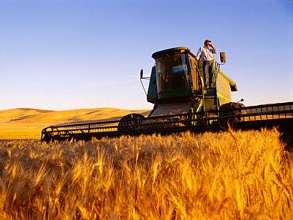 В России намолочено 47 млн т зерна, озимые посеяны на площади более 3,5 млн га - Минсельхоз