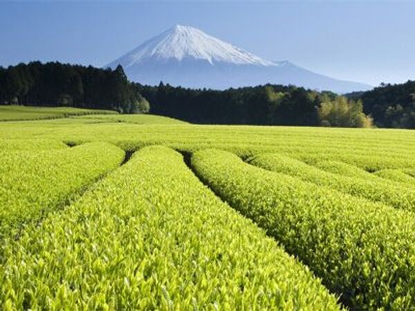 Мощный рост цен на чай отмечен на мировом рынке, создалась угроза его нехватки