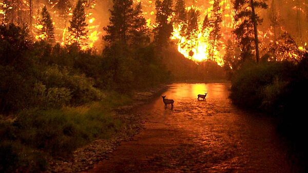 В.Зубков считает недопустимой ситуацию, когда тушение лесных пожаров начинается спустя несколько дней после их обнаружения