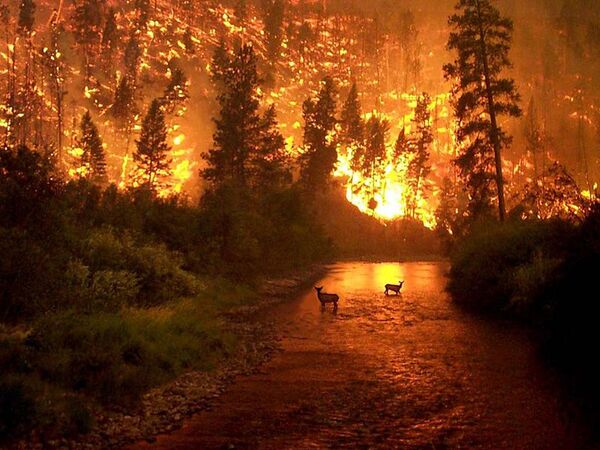 В.Зубков считает недопустимой ситуацию, когда тушение лесных пожаров начинается спустя несколько дней после их обнаружения