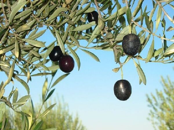 Китай пытается наладить производство оливкового масла