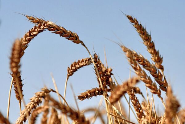 Государство во вторник в рамках интервенций реализовало 63,3 тыс тонн зерна