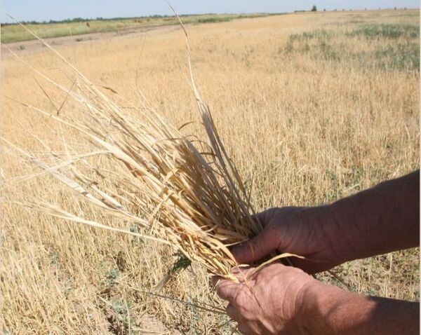 Казахстан ожидает урожай-2012 зерновых в чистом весе на уровне 12,3 млн тонн